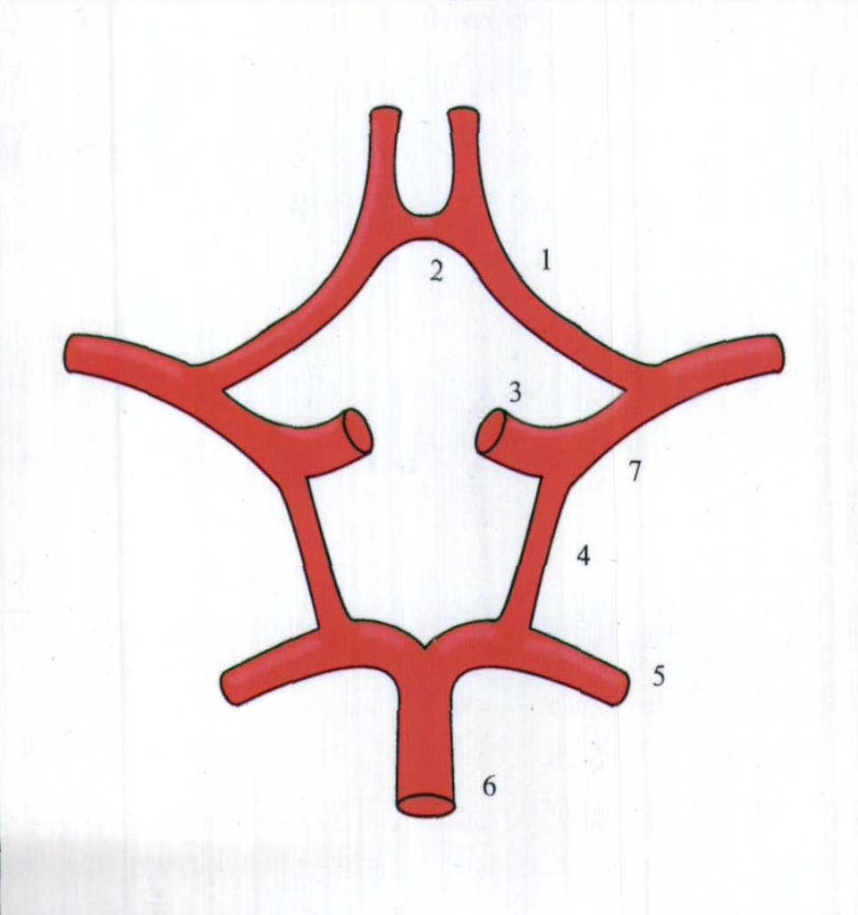 第一节 血管的分类和组织结构